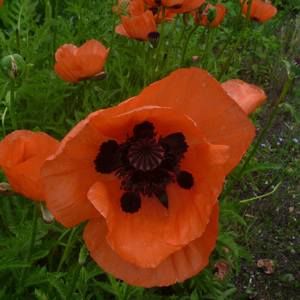 Meet your Posher, Janine